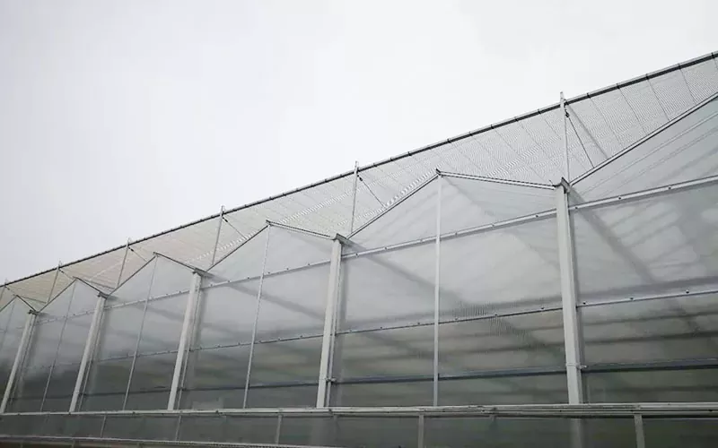 How Does Humidity Affect Greenhouse Plants?